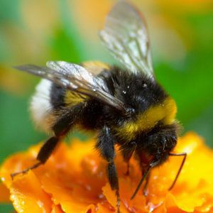 Large Insects That Look Like Bees