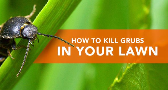 What Causes Grubs In Your Lawn - How to Get Rid of Grubs—and Prevent Them From Returning to Your Lawn