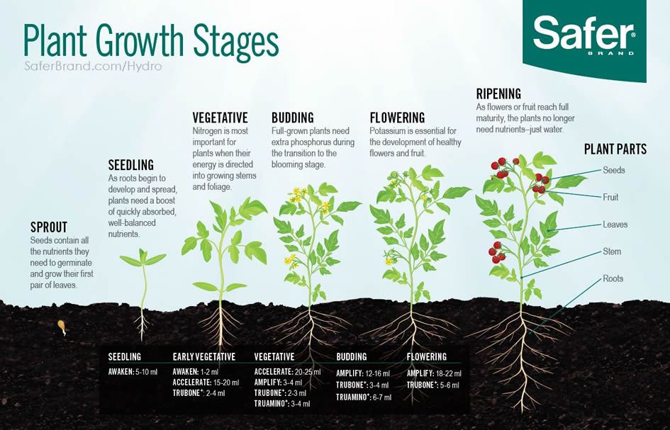 Grow development. Рост растений. Plant growth Stages. Growing a Plant Stages. Рост травы.