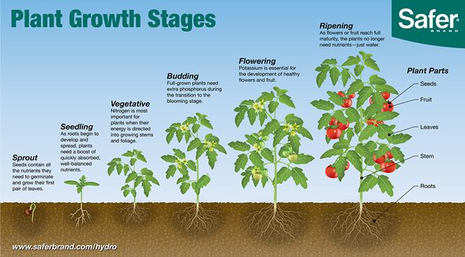 essay about plant growth