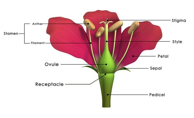 5 Plant Parts You Need To Know