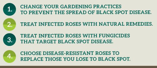 how-to-get-rid-of-black-spot-on-roses