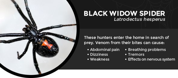 How To Safely Kill A Black Widow Spider : False Widow Spider What To Do If You Find One How To Get Rid Of Them And What To Do If You Ve Been Bitten Independent Ie / This is incredibly important to know, especially when you are considering how to kill a black widow spider.