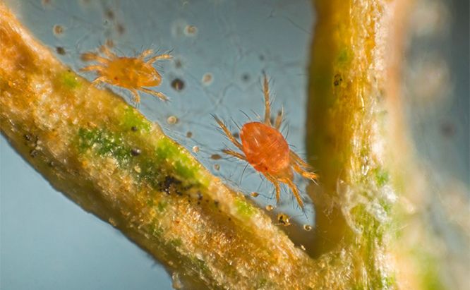 Spider Mites What Are The Little Red Bugs In My Garden