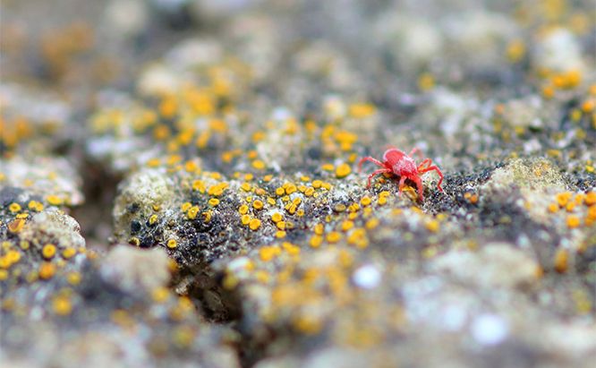 Spider Mites What Are The Little Red Bugs In My Garden