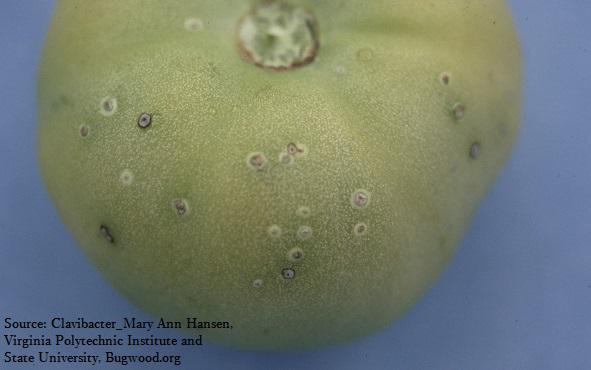 tomato plant disease - bacterial canker