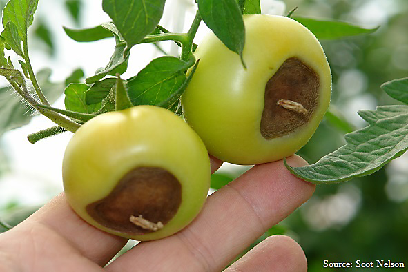 what does blossom end rot look like on tomatoes