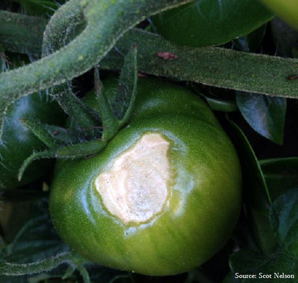 what does sunscald on tomatoes look like