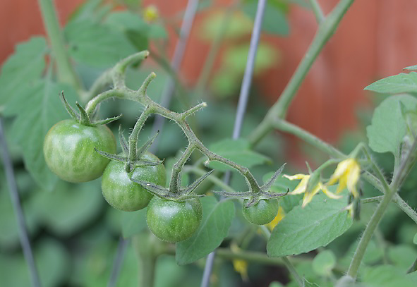 Poor Fruit Set - Why are my tomatoes not growing