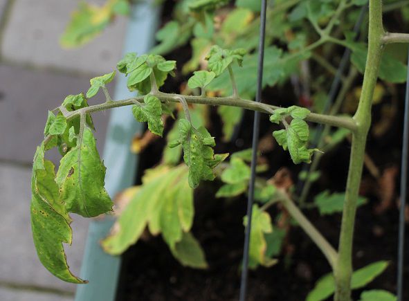 Why are my tomato plant leaves rolling and shriveling up