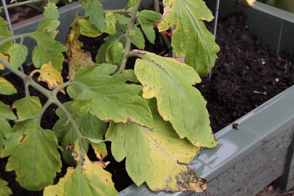 early blight on tomatoes