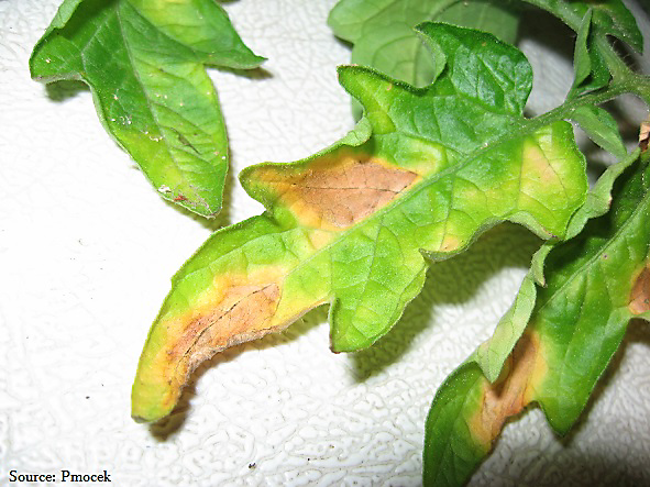 Verticillium Wilt - Tomato plant fungus with yellow spots on leaves