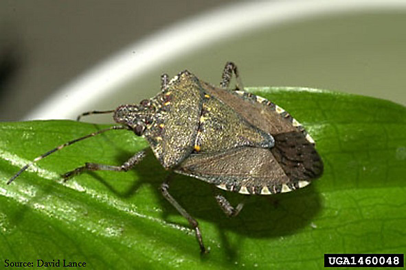 how to get rid of stink bugs on tomato plants