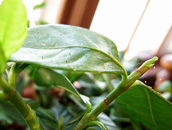 how to get rid of spidermites on tomatoes