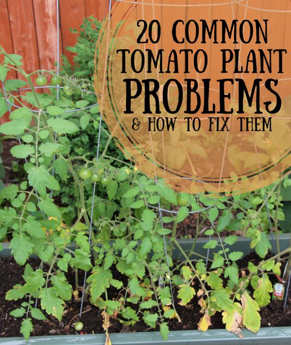 20 Common Tomato Plant Problems And How To Fix Them