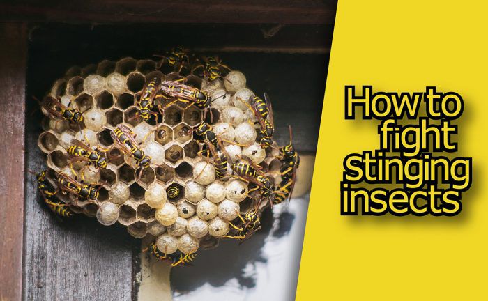 Bee? Wasp? Hornet? A Guide to Stinging Insects