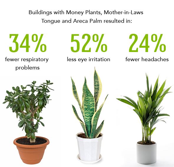 26 Best Indoor Plants For Your Home