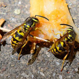 Bee Wasp Hornet A Guide To Stinging Insects