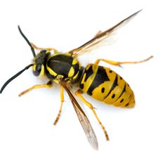 Safer® Brand Wasp & Hornet Killer Aerosol 14oz Can