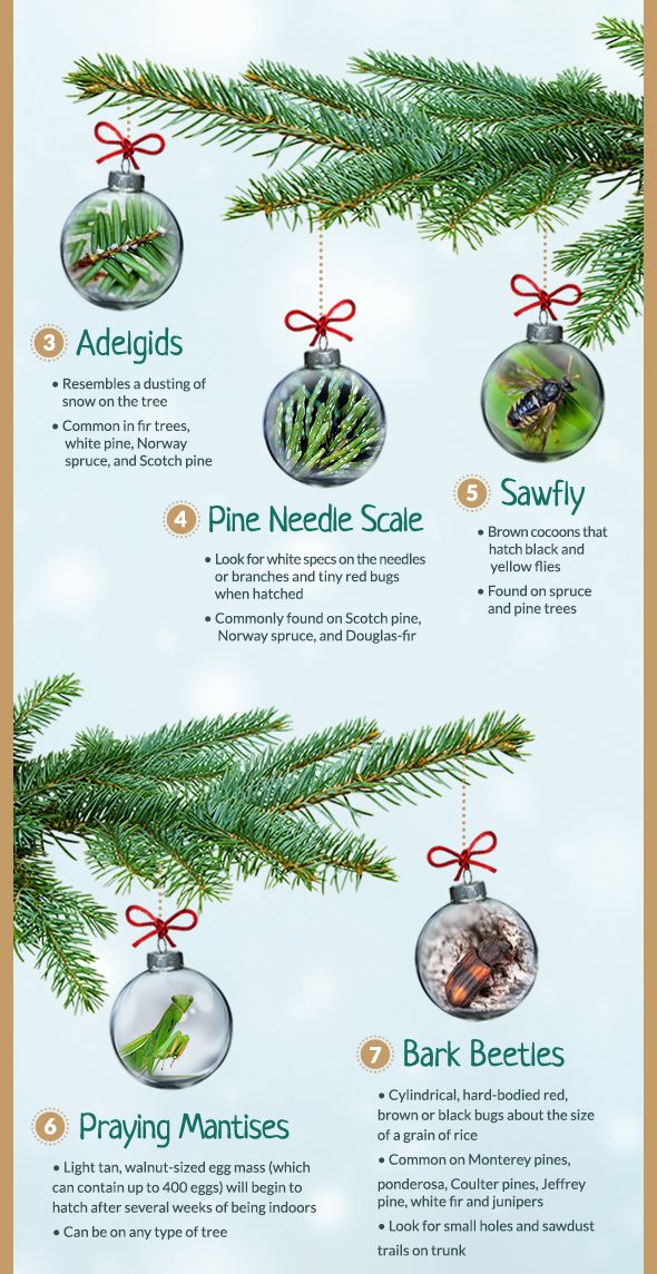 christmas tree bugs 2020 Common Christmas Tree Bugs And How To Get Rid Of Them christmas tree bugs 2020