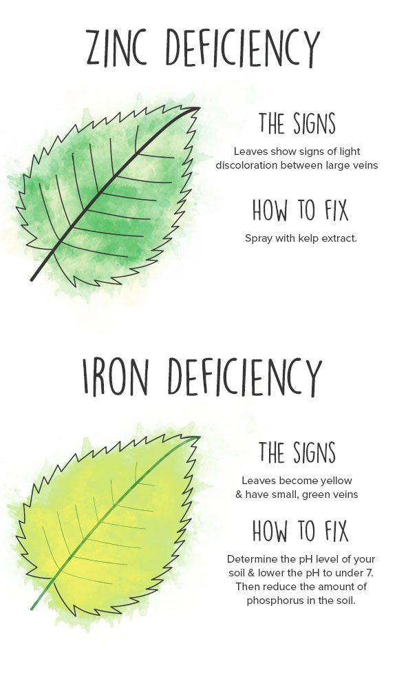 Why Are My Plants Turning Yellow?