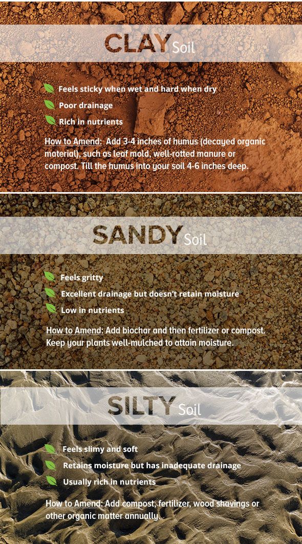 Why is My Lawn Dying? How to Test and Amend Your Soil